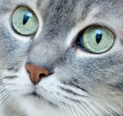 Close up cute cat face, pets