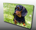 Pet Canvas prints