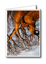 Vancouver Custom Greeting Cards