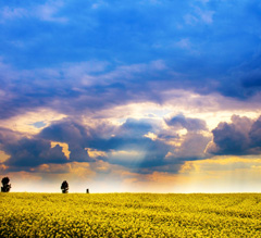 A natural scene of a flowering field as a storm rolls in